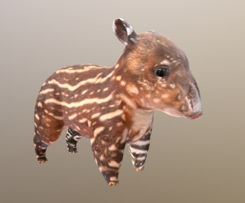 Modern Animal-ID:337327004