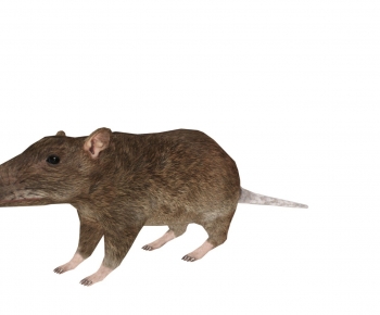 Modern Mammal-ID:121757036