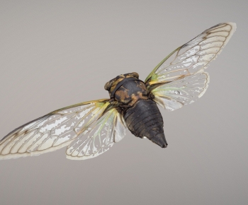 Modern Flying Animals-ID:139589384