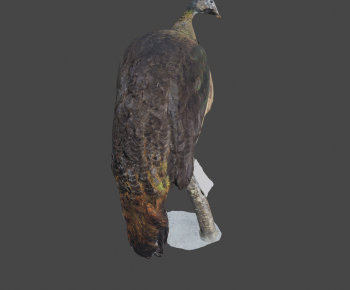 Modern Flying Animals-ID:115114937