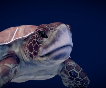 Modern Aquatic Animals-ID:642784127