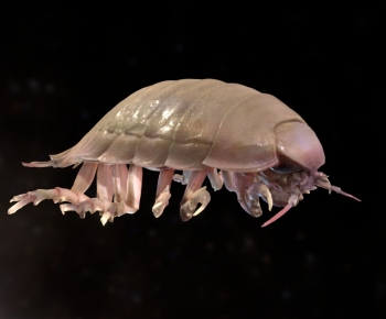 Modern Animal-ID:178544043