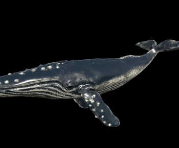 Modern Aquatic Animals-ID:189325094