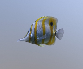 Modern Aquatic Animals-ID:130403049
