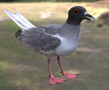 Modern Flying Animals-ID:782320987