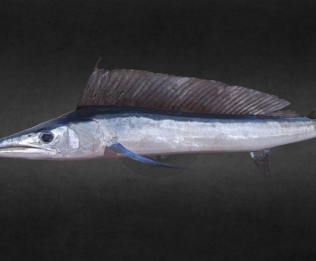 Modern Aquatic Animals-ID:343485128