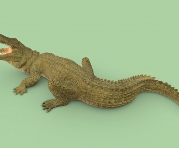 Modern Aquatic Animals-ID:710391045