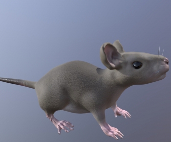 Modern Animal-ID:489677915