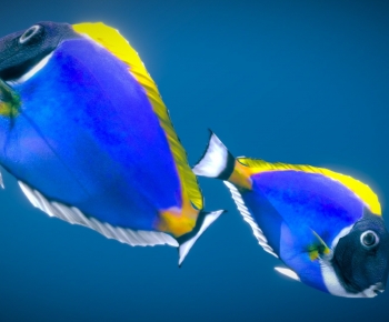 Modern Aquatic Animals-ID:285168898