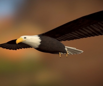 Modern Flying Animals-ID:226913935