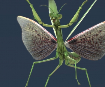 Modern Animal-ID:535998114