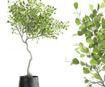 Modern Ground Green Plant Potted Plants-ID:492809064