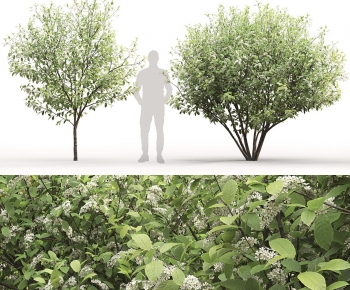 Modern Tree-ID:389910943