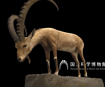 Modern Mammal-ID:539191969
