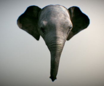 Modern Animal-ID:123388056