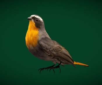Modern Animal-ID:101099099
