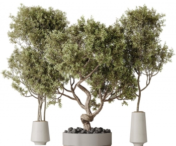 Modern Bonsai-ID:824863912