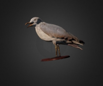 Modern Flying Animals-ID:191220055