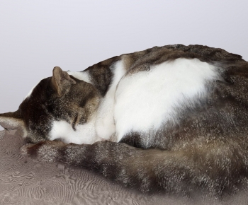 Modern Animal-ID:321676979