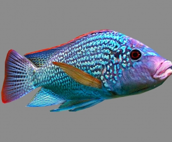 Modern Aquatic Animals-ID:626252893