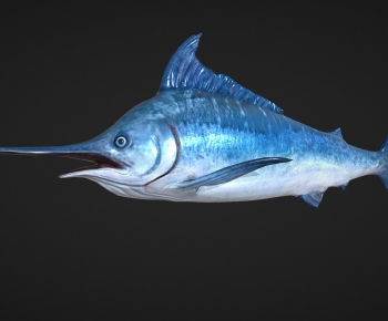Modern Aquatic Animals-ID:634888898