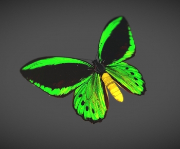 Modern Other Animals-ID:249753956