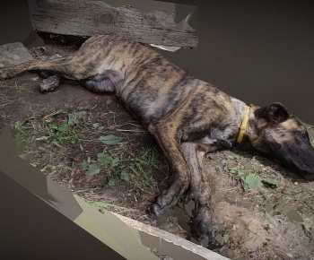 Modern Animal Dog-ID:654395106