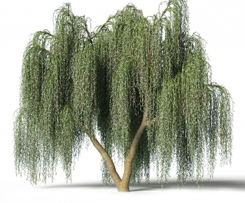 Modern Tree-ID:575078969