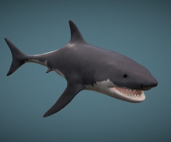 Modern Aquatic Animals-ID:419904951
