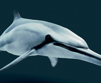 Modern Aquatic Animals-ID:190216062