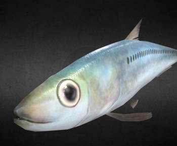 Modern Aquatic Animals-ID:678725004