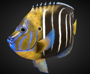 Modern Aquatic Animals-ID:489191062