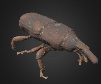 Modern Animal-ID:850398067