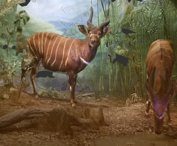 Modern Animal-ID:369003062