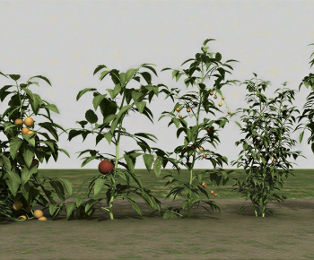 Modern Crop-ID:307305101