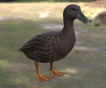 Modern Animal Duck-ID:714191914