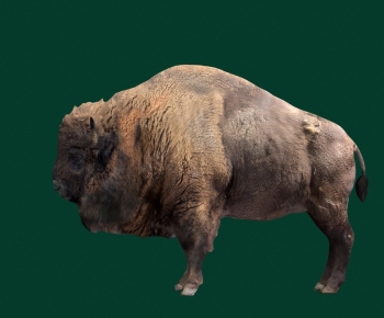 Modern Mammal-ID:994160266