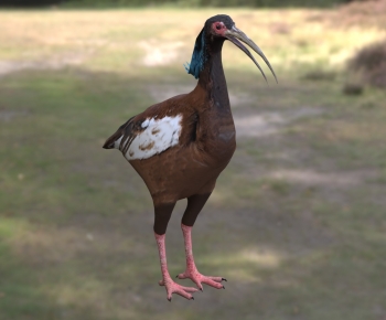Modern Flying Animals-ID:286326894