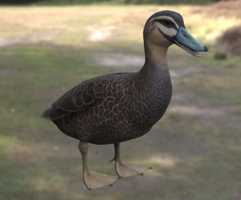 Modern Poultry Animal-ID:419497973