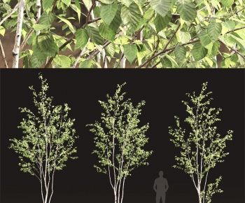 Modern Tree-ID:392391924