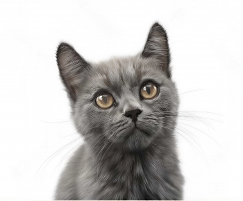 Modern Animal Cat-ID:135360007