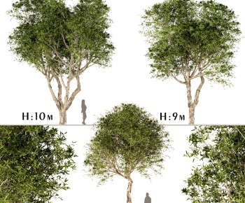 Modern Tree-ID:567329888