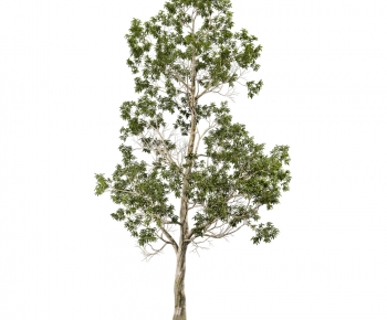 Modern Tree-ID:107209758