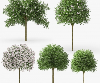 Modern Tree-ID:326313975