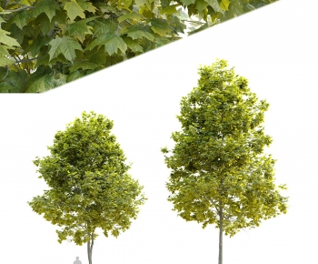 Modern Tree-ID:512535108