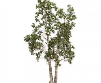 Modern Tree-ID:203669157