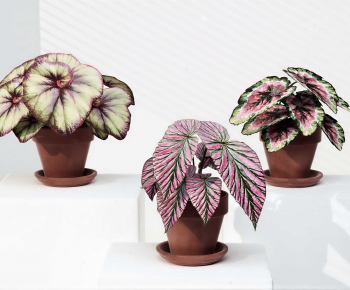Modern Potted Green Plant-ID:192882062
