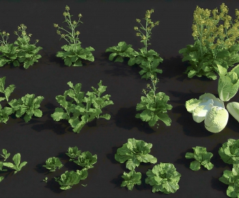 Modern Crop-ID:489970924