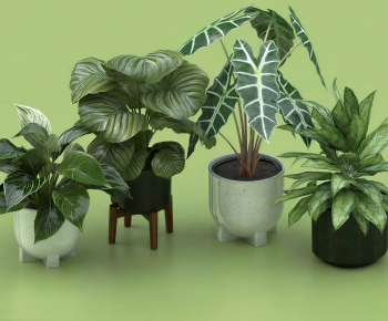 Modern Ground Green Plant Potted Plants-ID:665406948