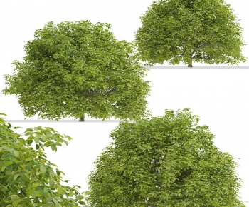 Modern Shrubbery-ID:259711038